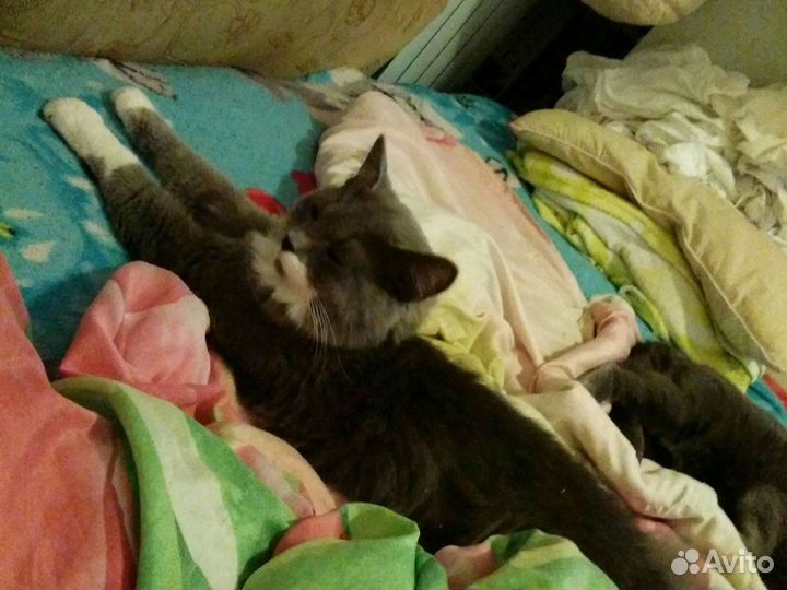 Кот и котёнок