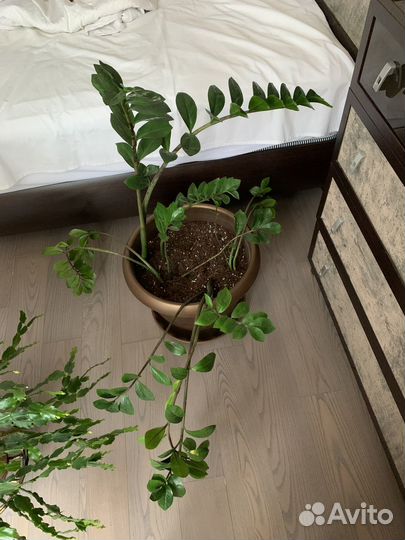 Замиокулькас