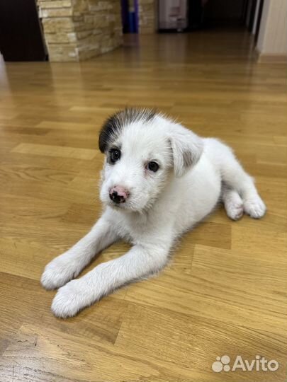 Отдам щенка в добрые руки