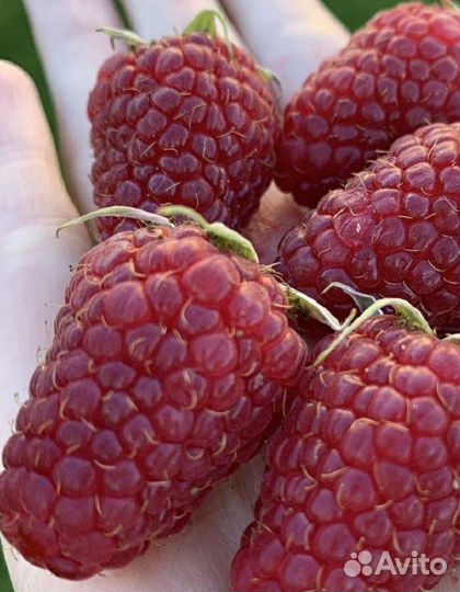 Малина (саженцы)