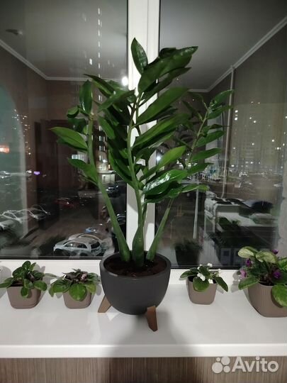 Замиокулькас