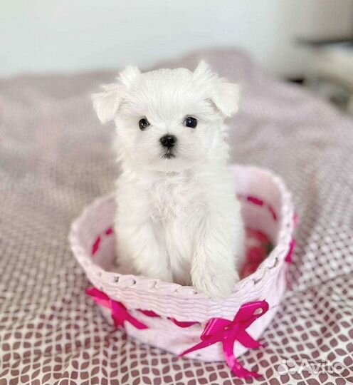 Мальтипу f1 мини красавица