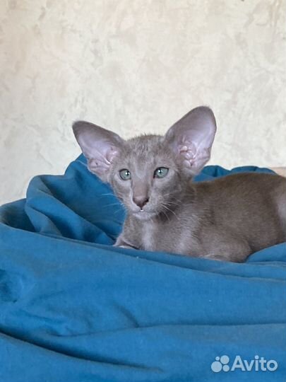 Ориентальная