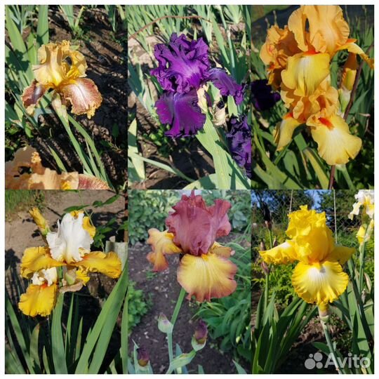 Ирисы сортовые