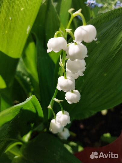 Ландыши рассада