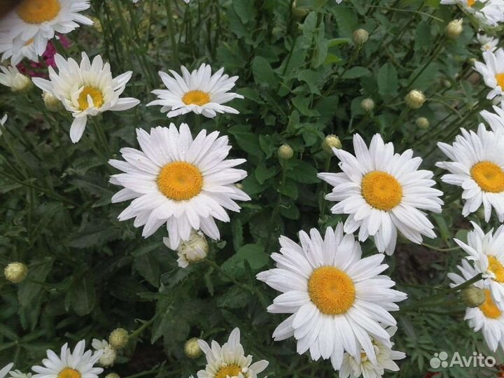 Ромашка желтая, белая крупная, голубая, красная