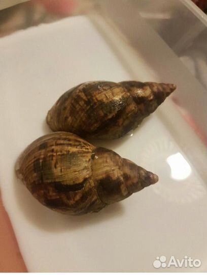 Улика Ампулярии, Физы, Мелании