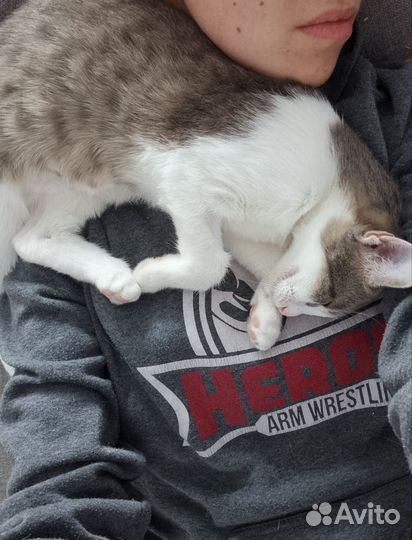 Кошка в дар