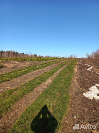 Посадочный материал сосны