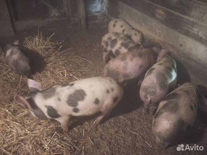 Продаю подрощенных свинок