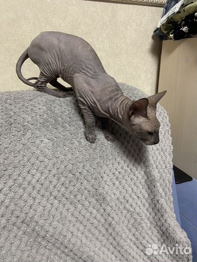 Донской сфинкс