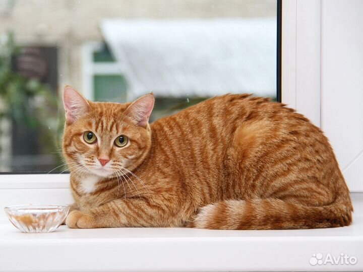 Рыжая кошка - редкость