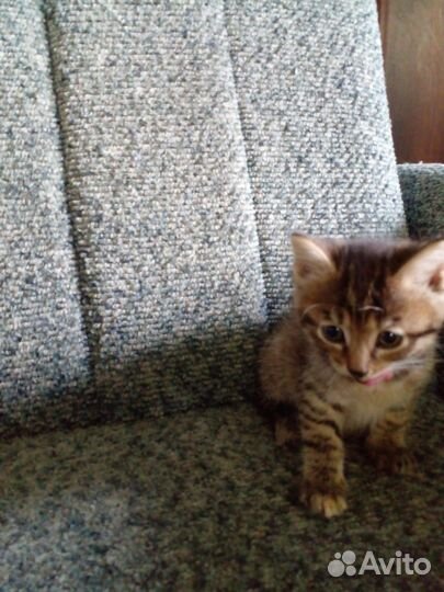 Отдам бесплатно котят)