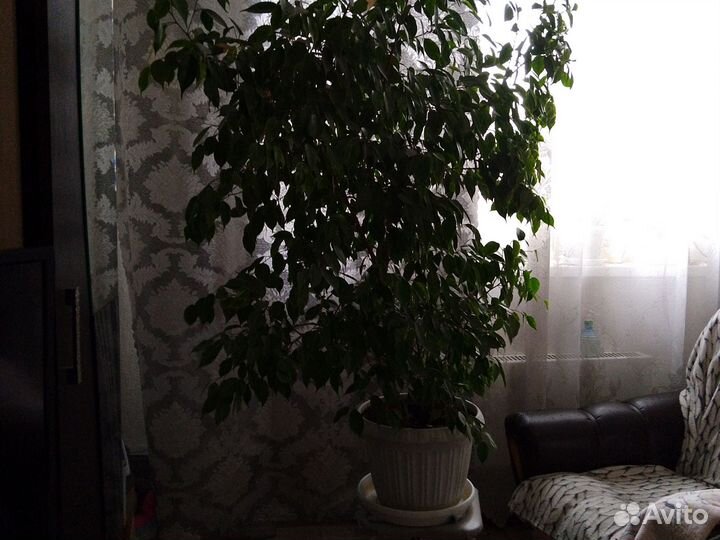 Фикус бенджамина пестролистный большой