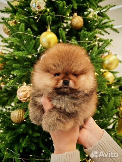 Померанский шпиц люксовый медведь