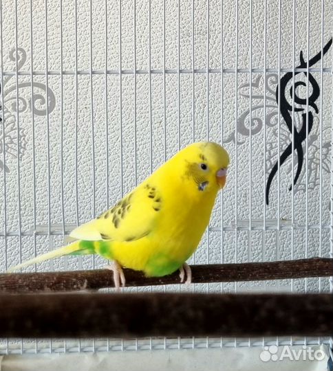 Волнистый попугай самец с клеткой