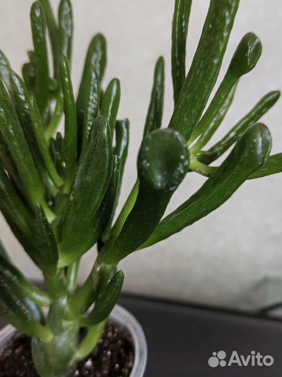 Красула хоббит