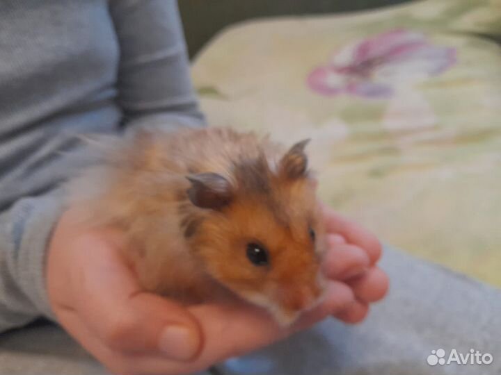 Сирийский хомяк бесплатно