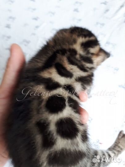 Бенгальские котята