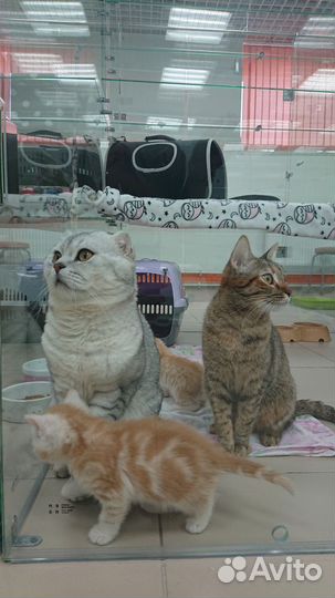 Шотландские котята