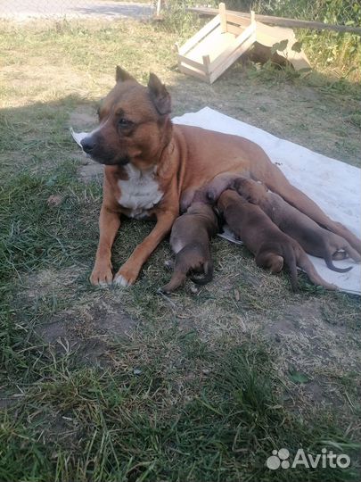 Отдам в добрые руки щенков