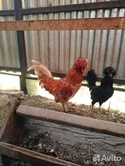 Куры падуаны