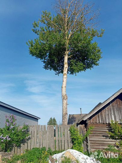 Спил деревьев расчистка участков