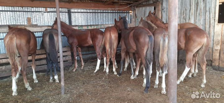 Жеребята полу-тяжи 2023года