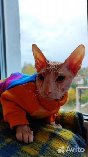 Донской сфинкс