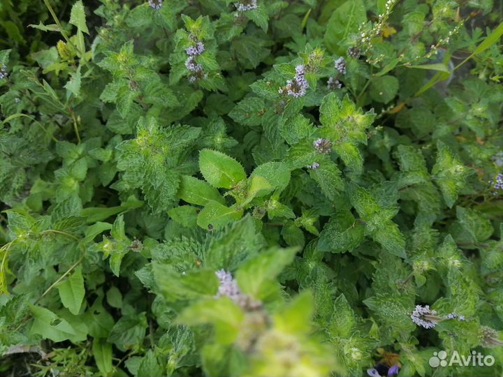 Мята перечная