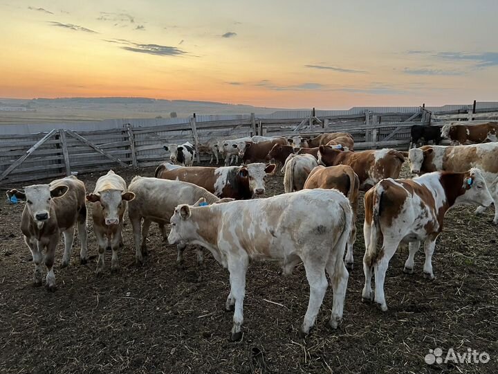 Бычки и быки