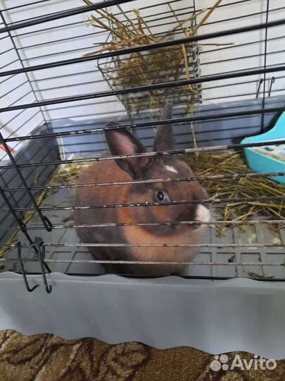 Декоративные кролики