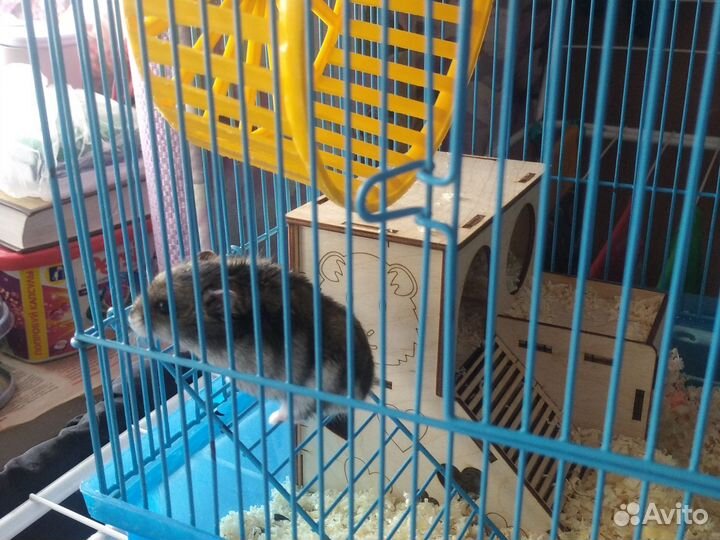 Хомячки девочки