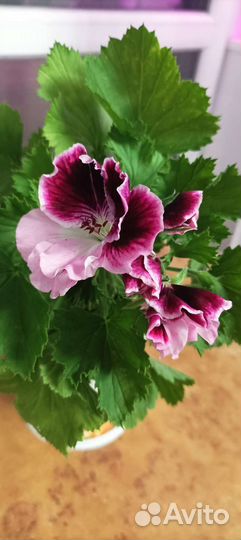 Пеларгония герань