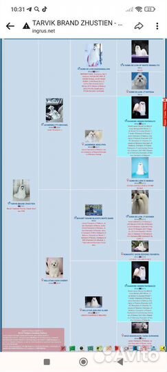 Мальтезе вязка