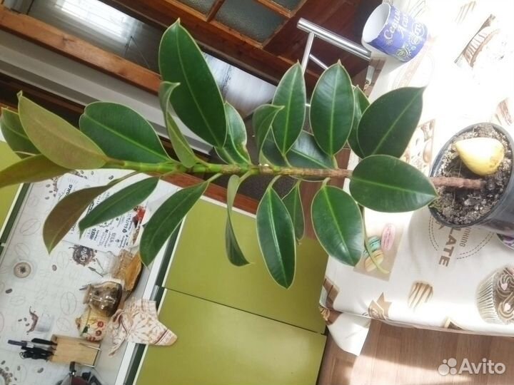 Шефлера, фикус