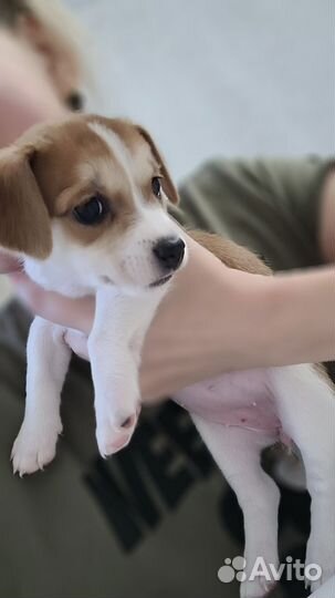 Джек Рассел терьер девочка