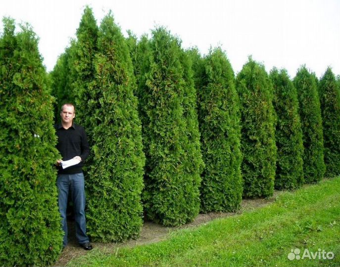 Туя 70-80 см