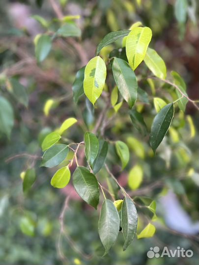 Фикус бенджамина большой