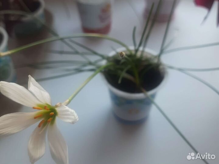 Зефирантес белый, выскочка, комнатные цветы