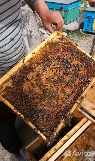 Пчелопакеты карника