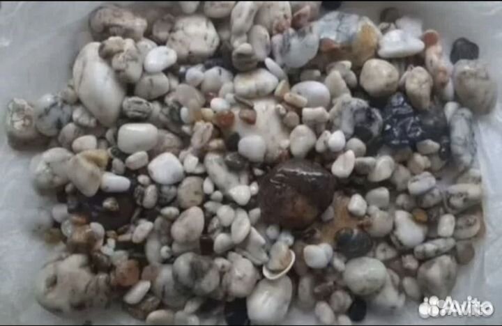 Аквариумные рыбки