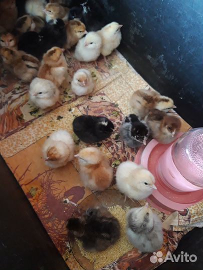 Продаю цыплят