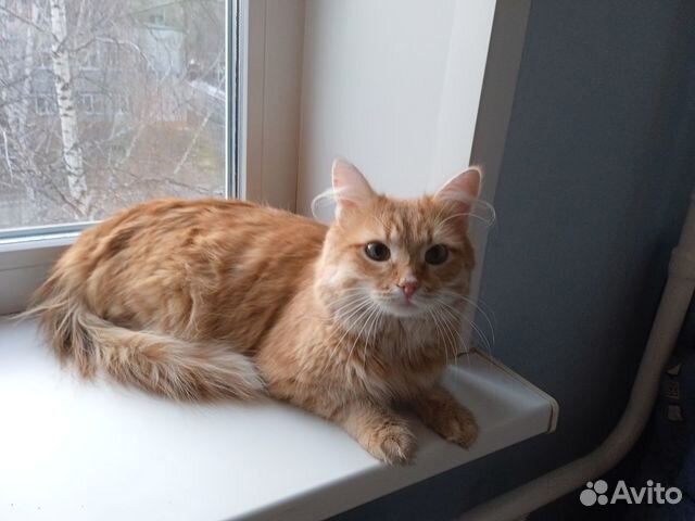 Найден Рыжик