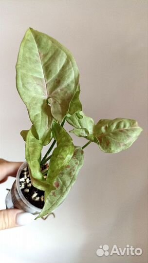 Сингониум Милк Конфетти