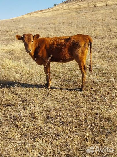 Коровы телки баран