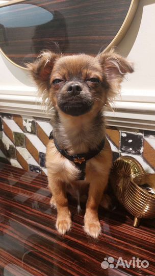 Чихуахуа мальчик