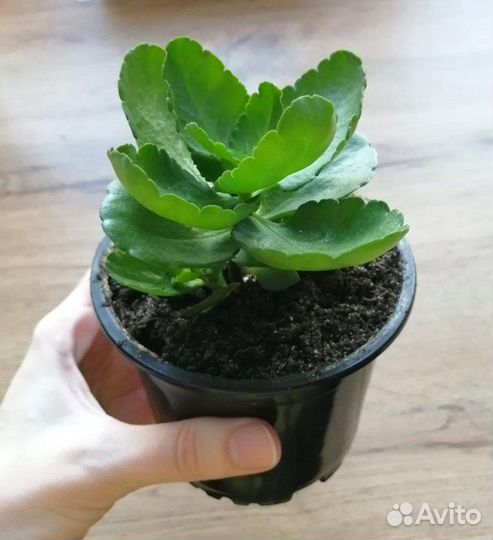 Каланхоэ махровое, 2 сорта