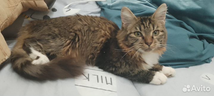Кошка Мила