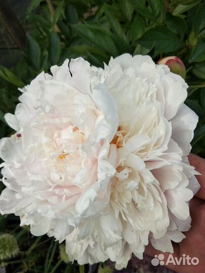 Пион сортовой Юбилейный